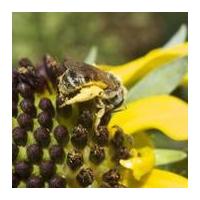 Texas Bee Watchers: 52 Gardens, 52 Weeks