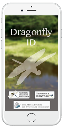 Dragonfly ID App