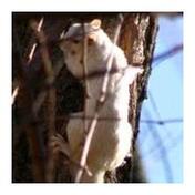 White Squirrel Mapping