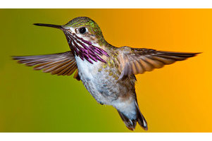 Audubon's Hummingbirds at Home
