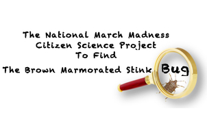 March Madness Citizen Science Project to Find BMSB