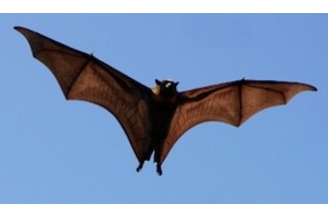 Logo of Acoustic Bat Monitoring