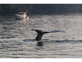 Logo of BC Cetacean Sightings Network