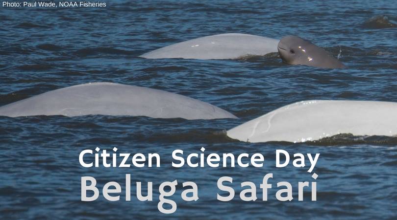 Logo of Citizen Science Day 2018: Beluga Safari