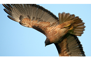 Golden Gate Raptor Observatory