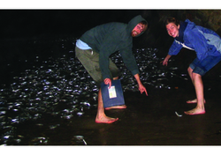 Logo of Grunion Greeters: Citizen Science on the Beach