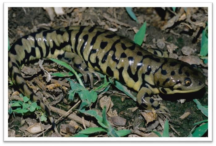 Nebraska Salamander Search