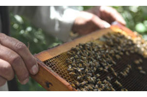 Pollinators.info Bumble Bee Photo Group
