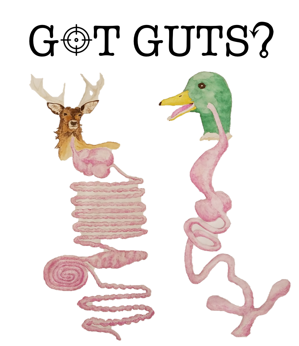Got Guts?