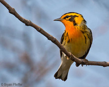 Vermont Forest Bird Monitoring