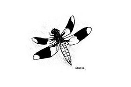 Logo of Dragonfly Monitoring Network
