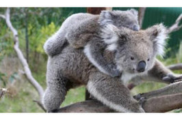 KoalaTracker