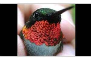 Operation RubyThroat: The Hummingbird Project