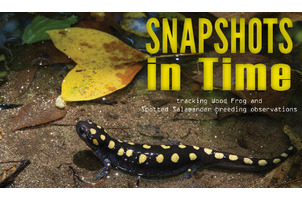 Logo of Snapshots in Time