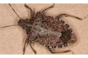 Brown marmorated stink bug locations